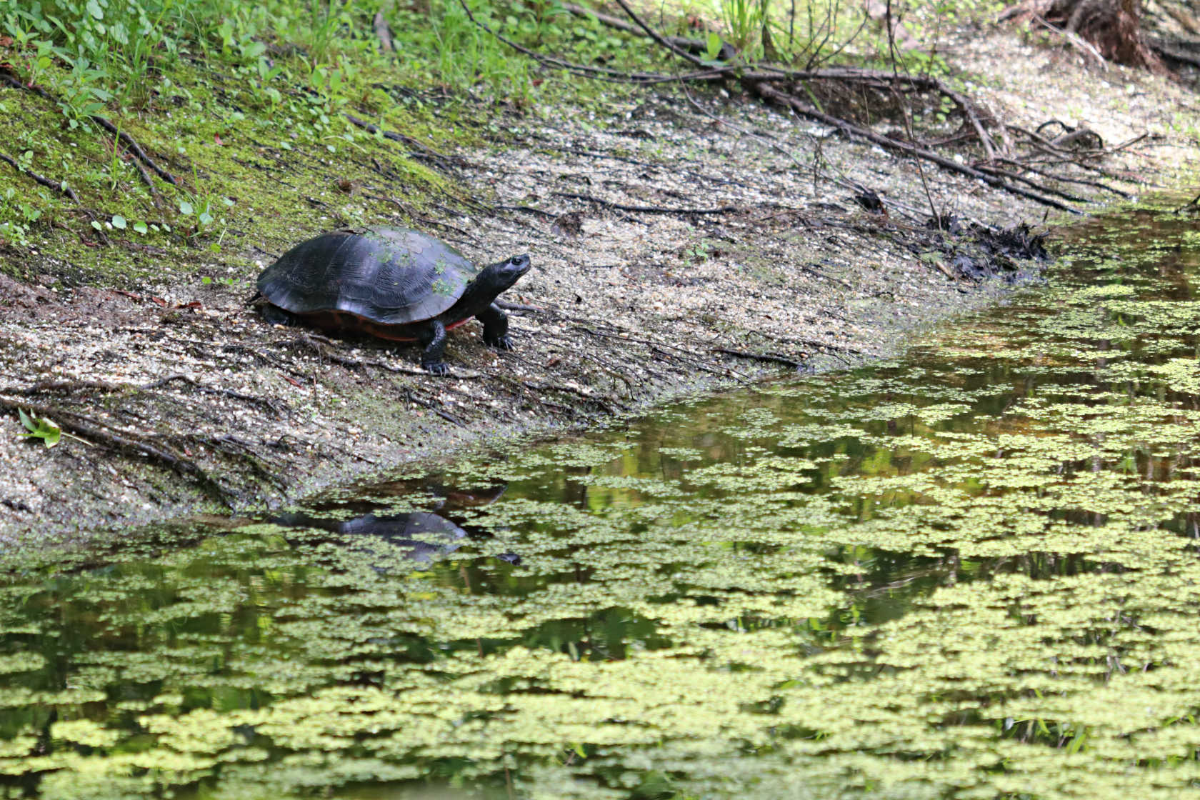 Redbelly Turtle