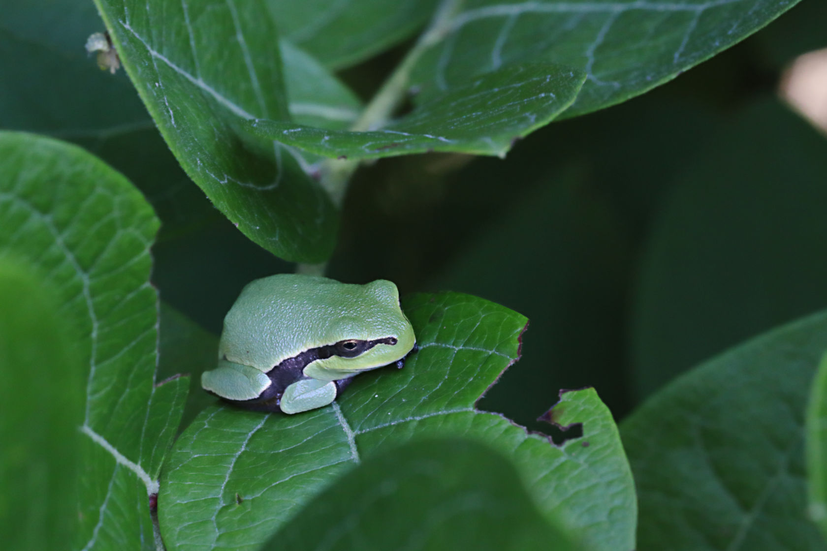 Pine Barrens Treefrog