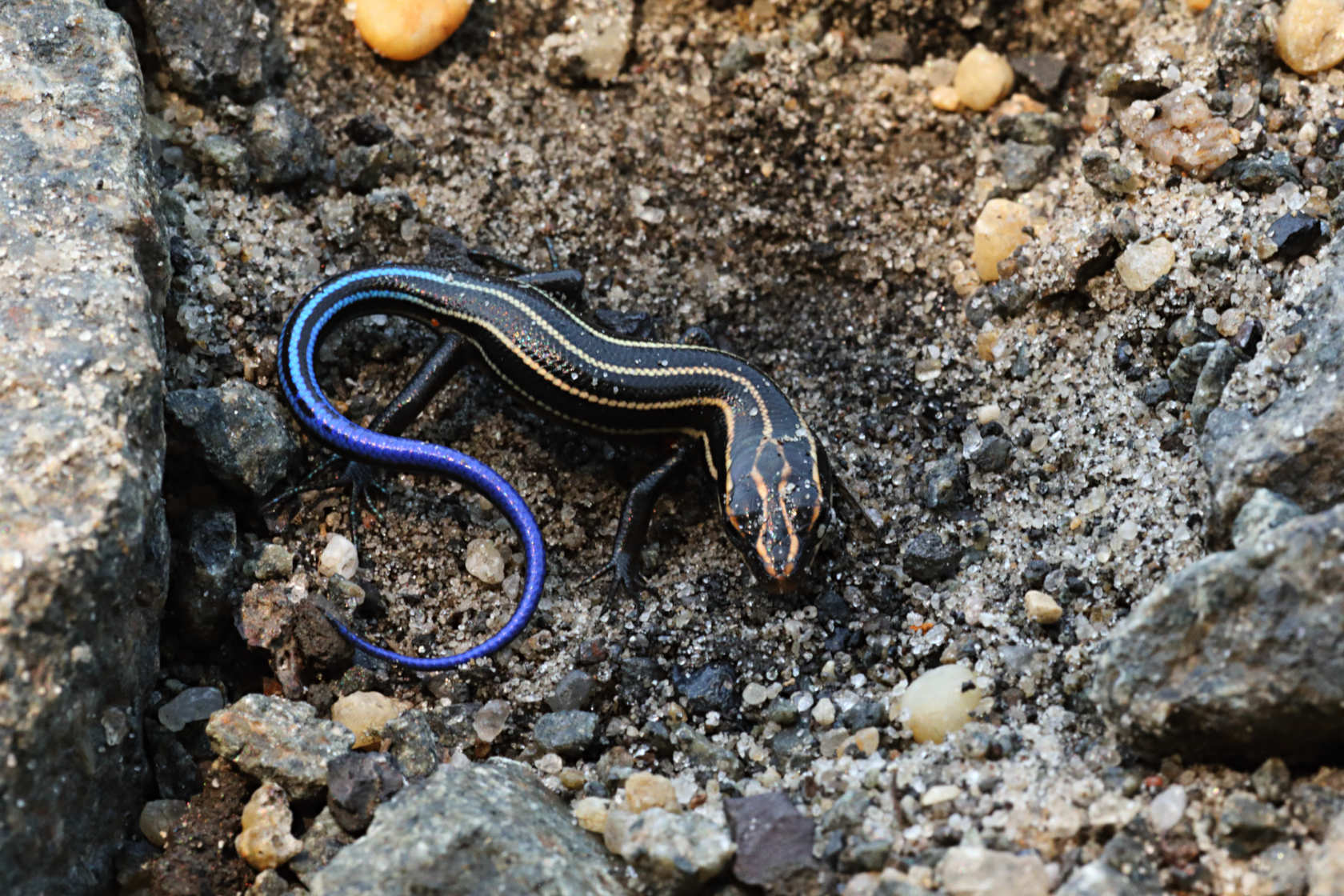 Five-Lined Skink