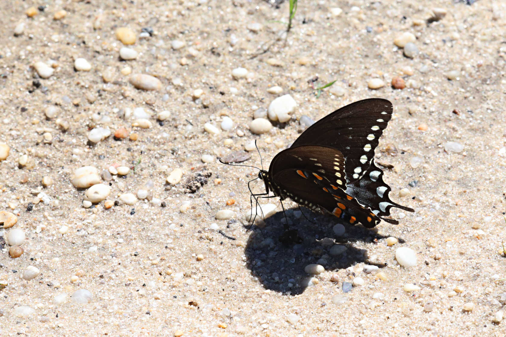 Spicebush Swallowtail