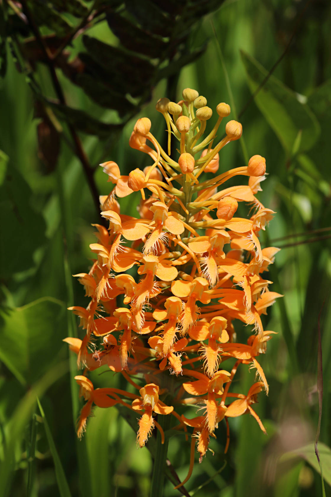 Orange Fringed Orchid