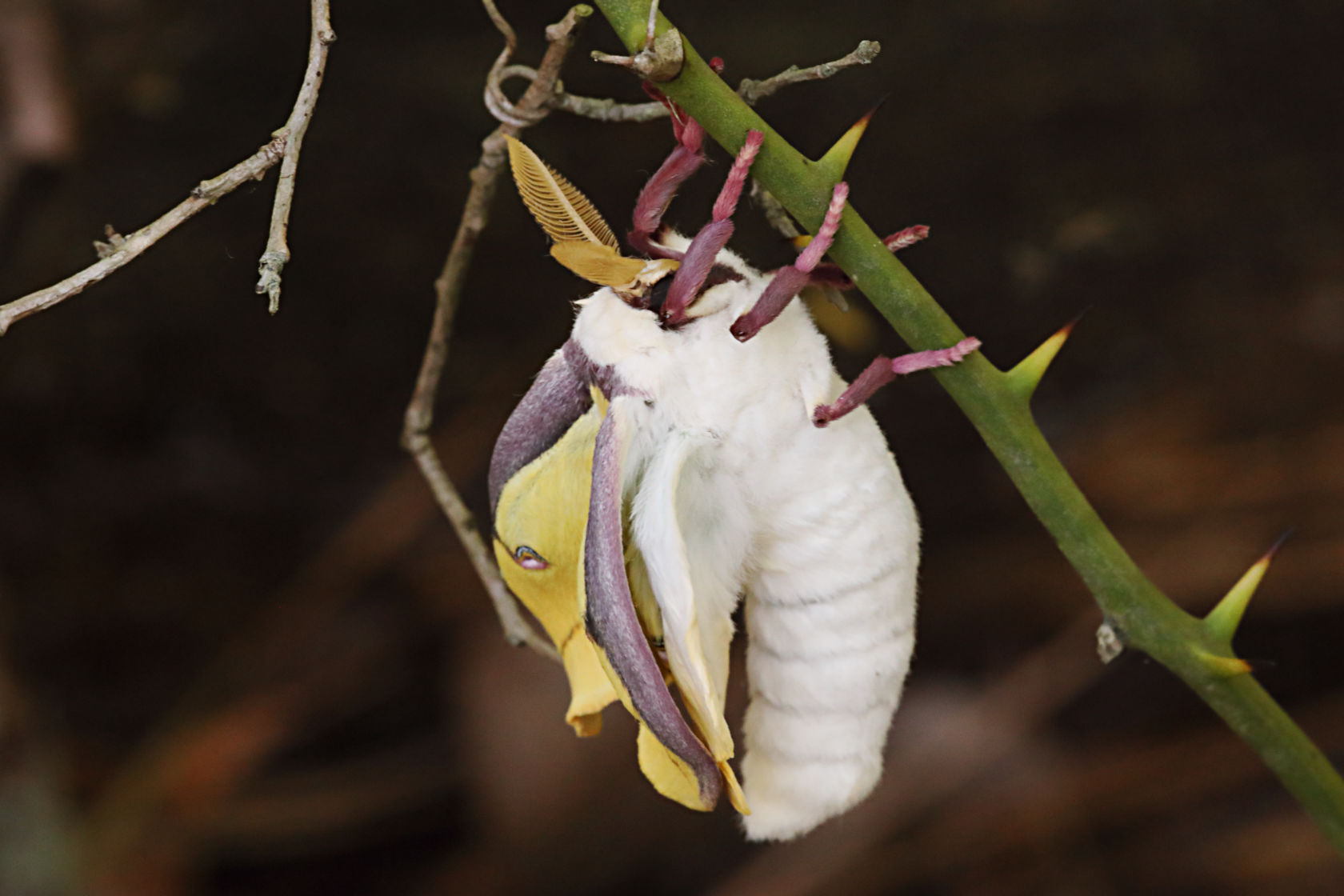 Luna Moth