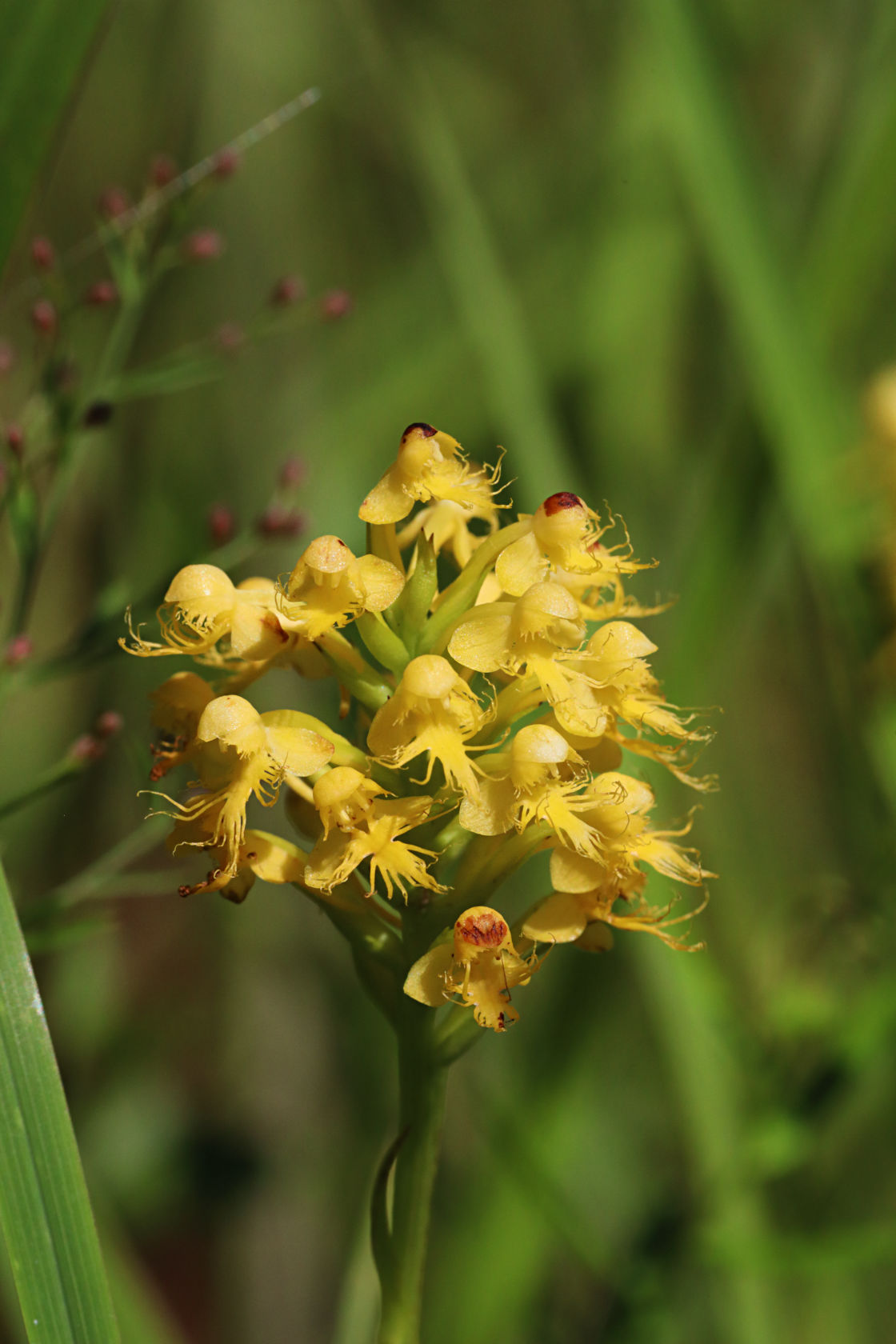 Canby's Hybrid Fringed Orchid