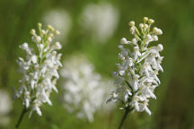 Northern White Fringed Orchid