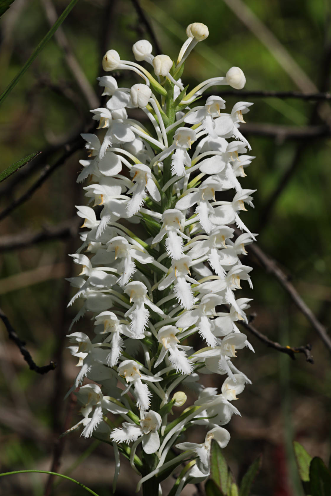 Northern White Fringed Orchid