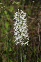 Northern White Fringed Orchid