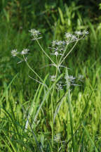 Marsh Rattlesnake Master