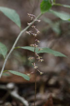 Cranefly Orchid