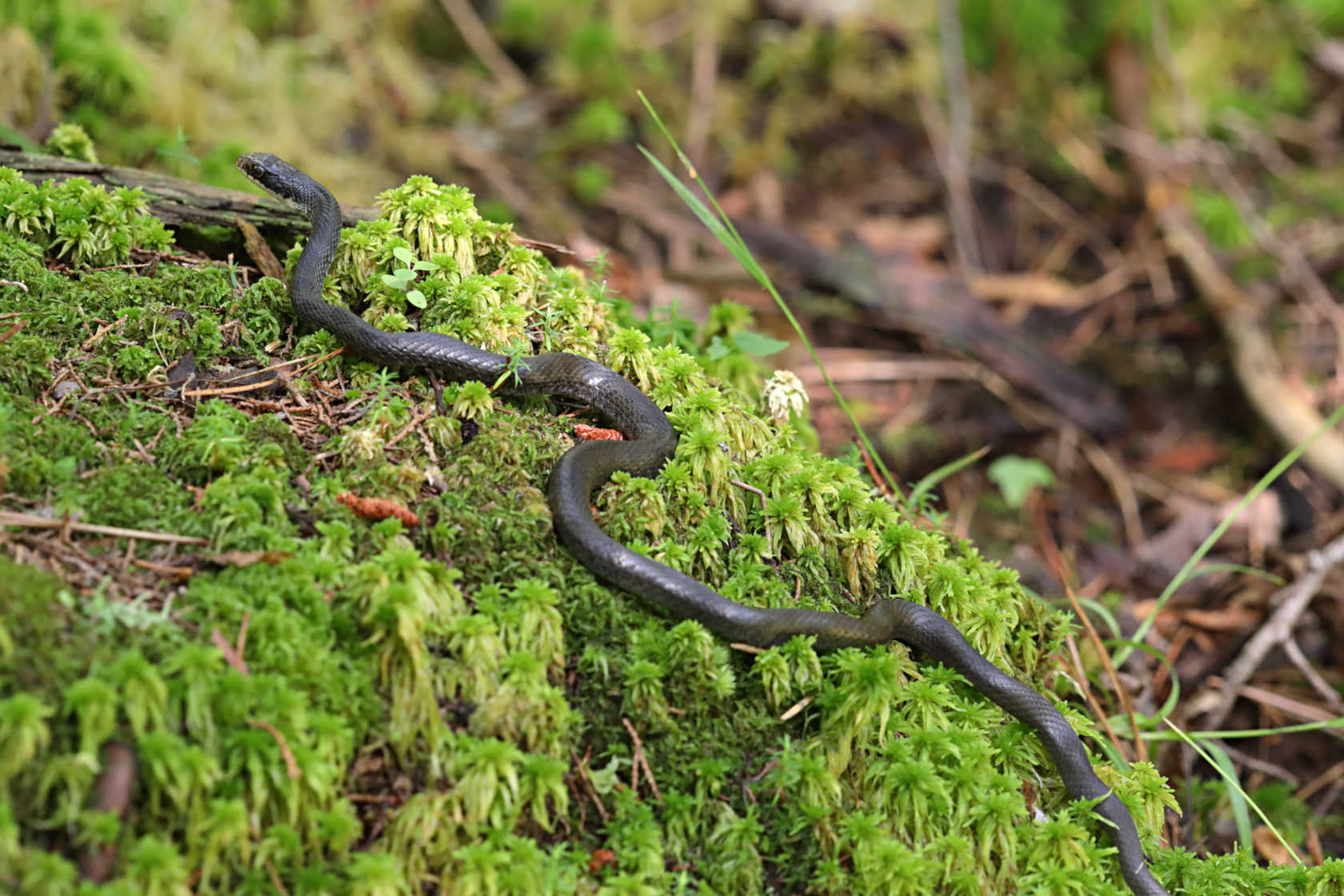 Northern Black Racer