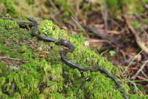 Northern Black Racer