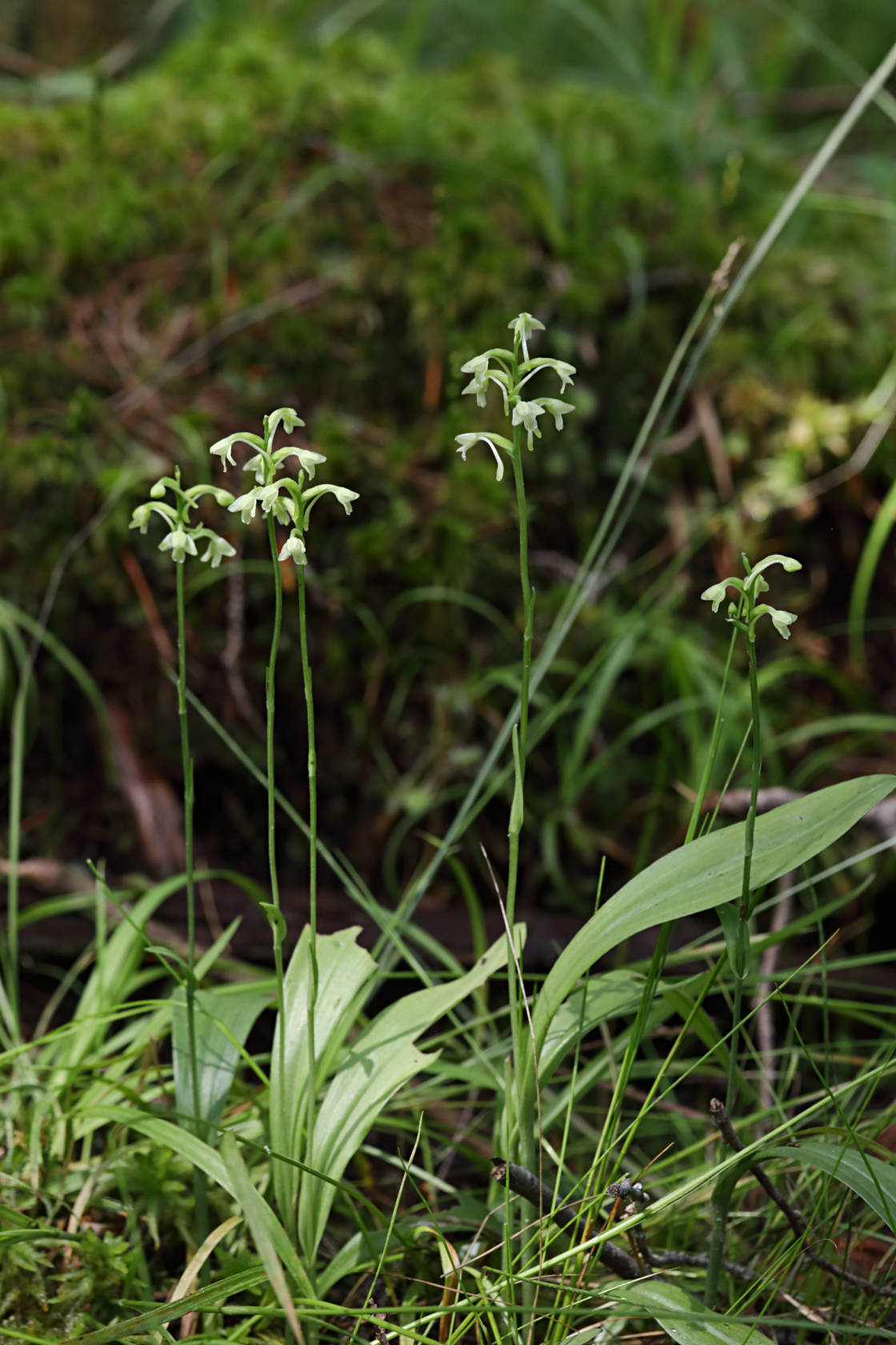 Little Club-Spur Orchid