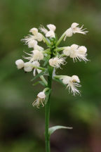 Canby's Hybrid Fringed Orchid