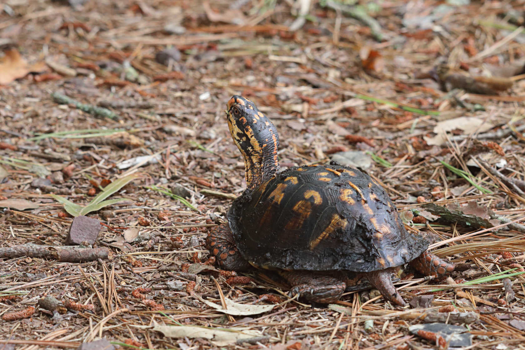 Eastern Box Turtle