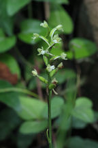 Little Club-Spur Orchid