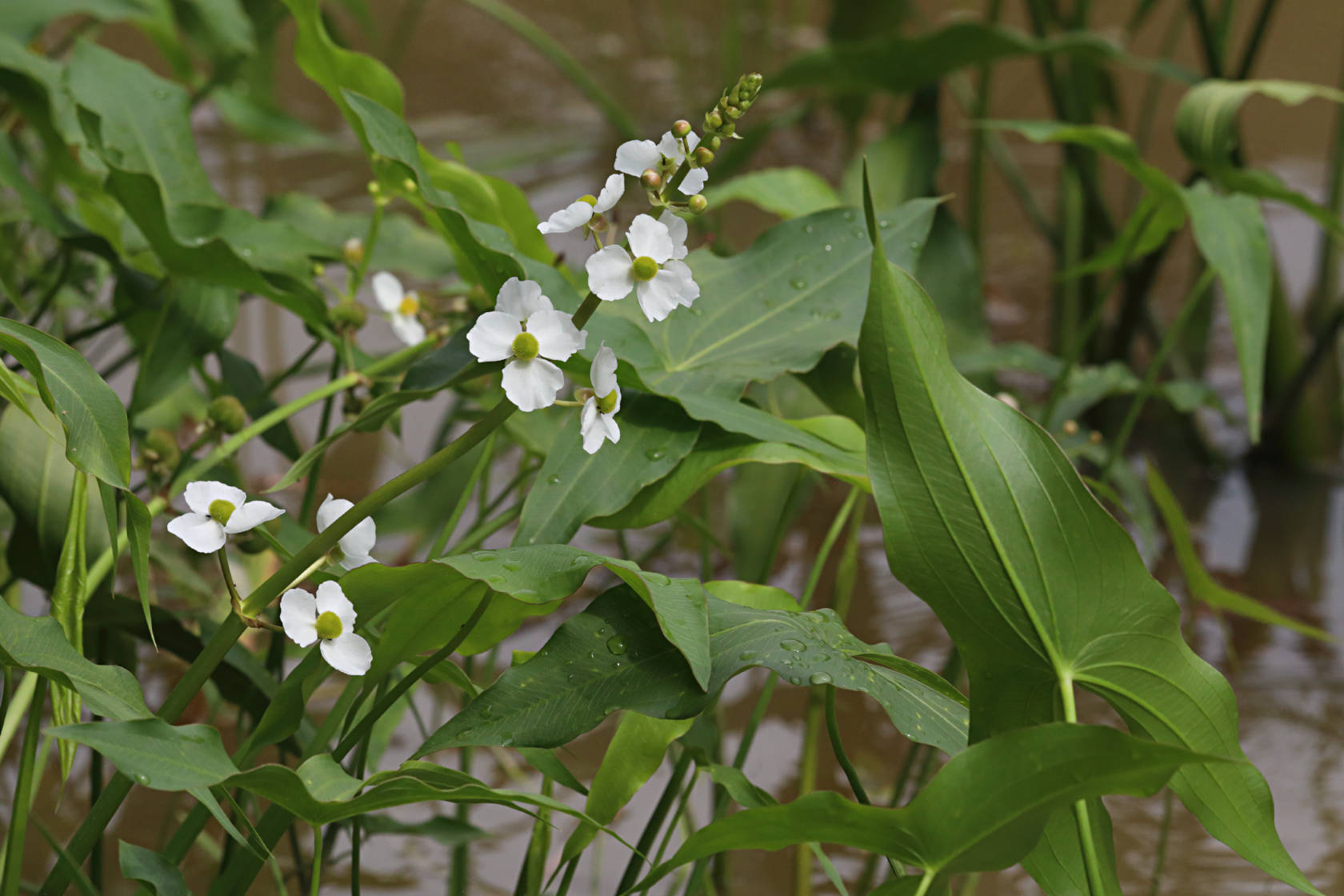 Common Arrowhead