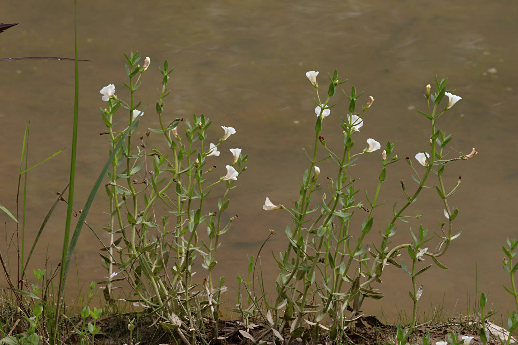 Clammy Hedge-Hyssop