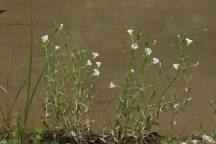 Clammy Hedge-Hyssop