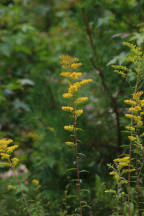 Early Goldenrod