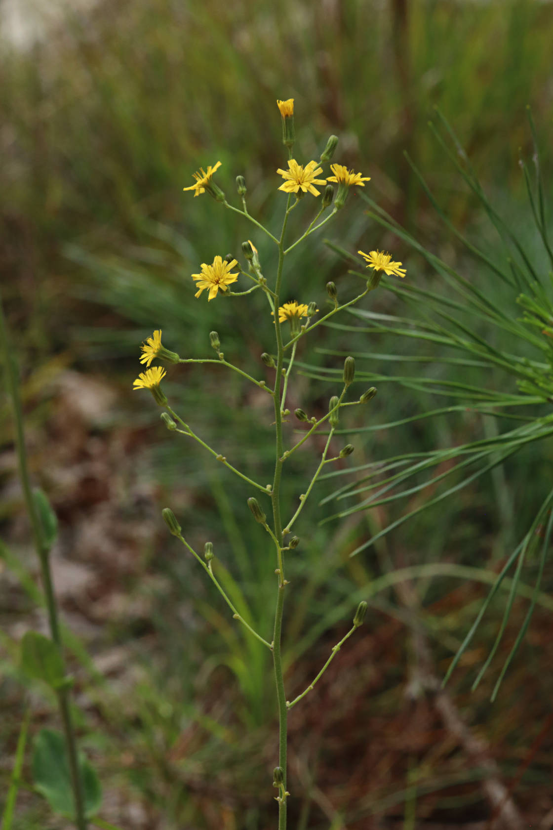 Rough Hawkweed