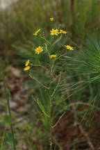 Rough Hawkweed