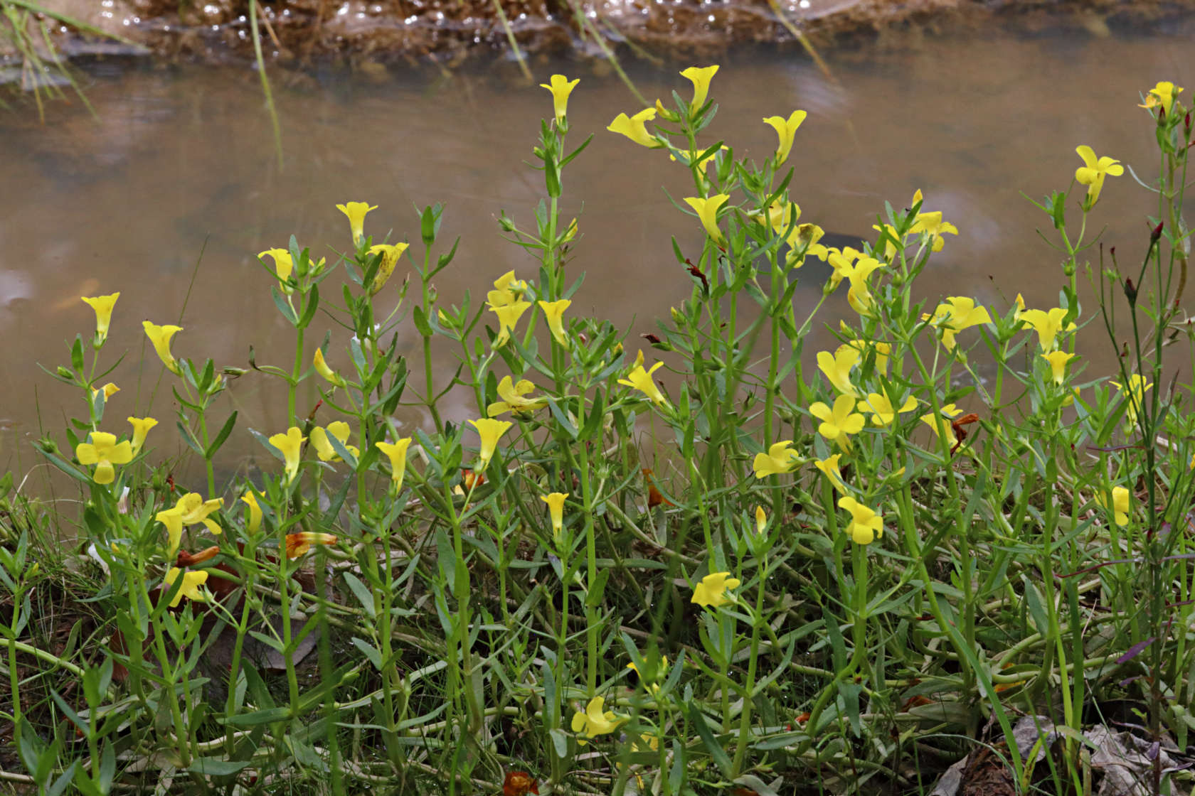 Yellow Hedge-Hyssop