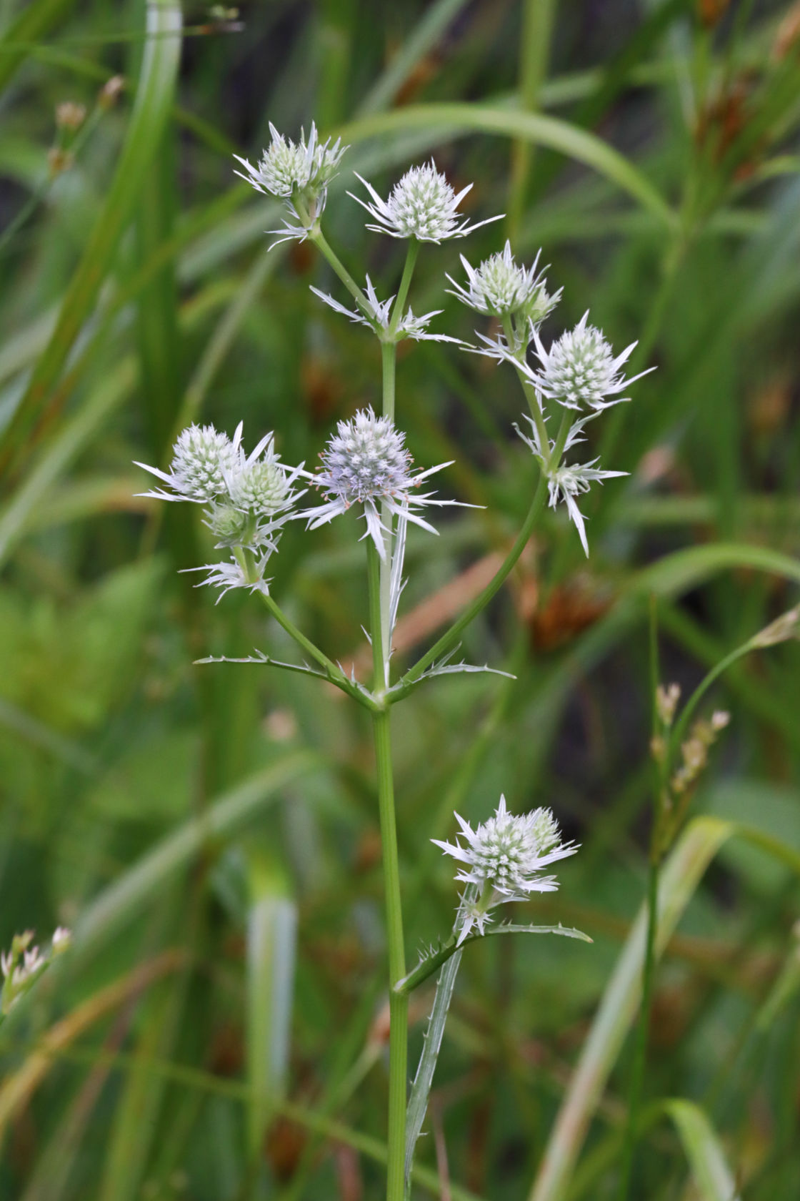 Marsh Rattlesnake Master