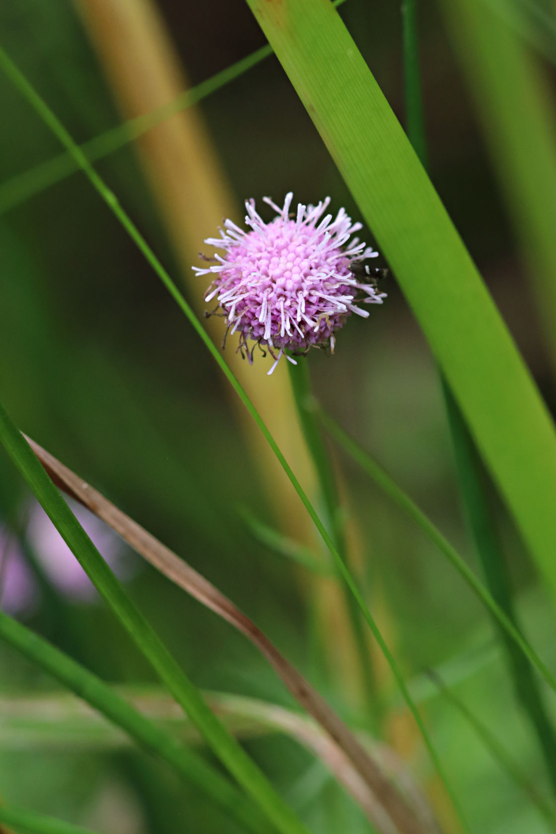 Pink Bog Button