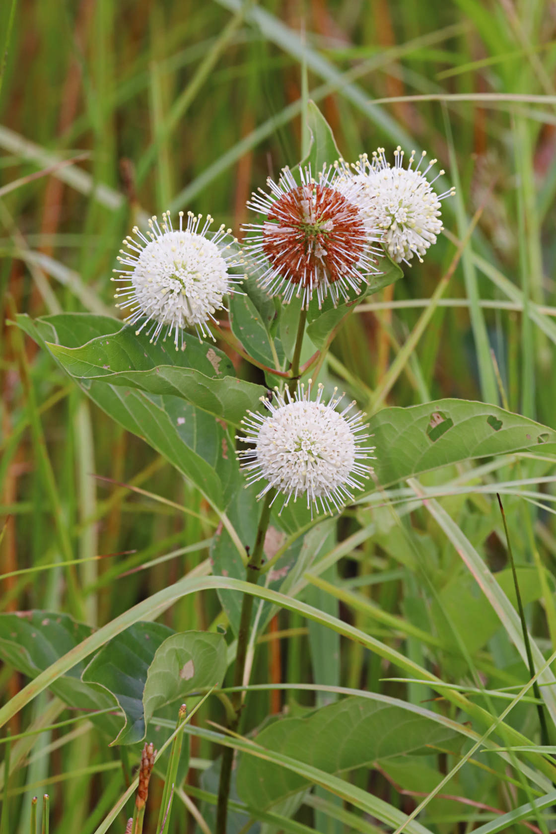 Buttonbush