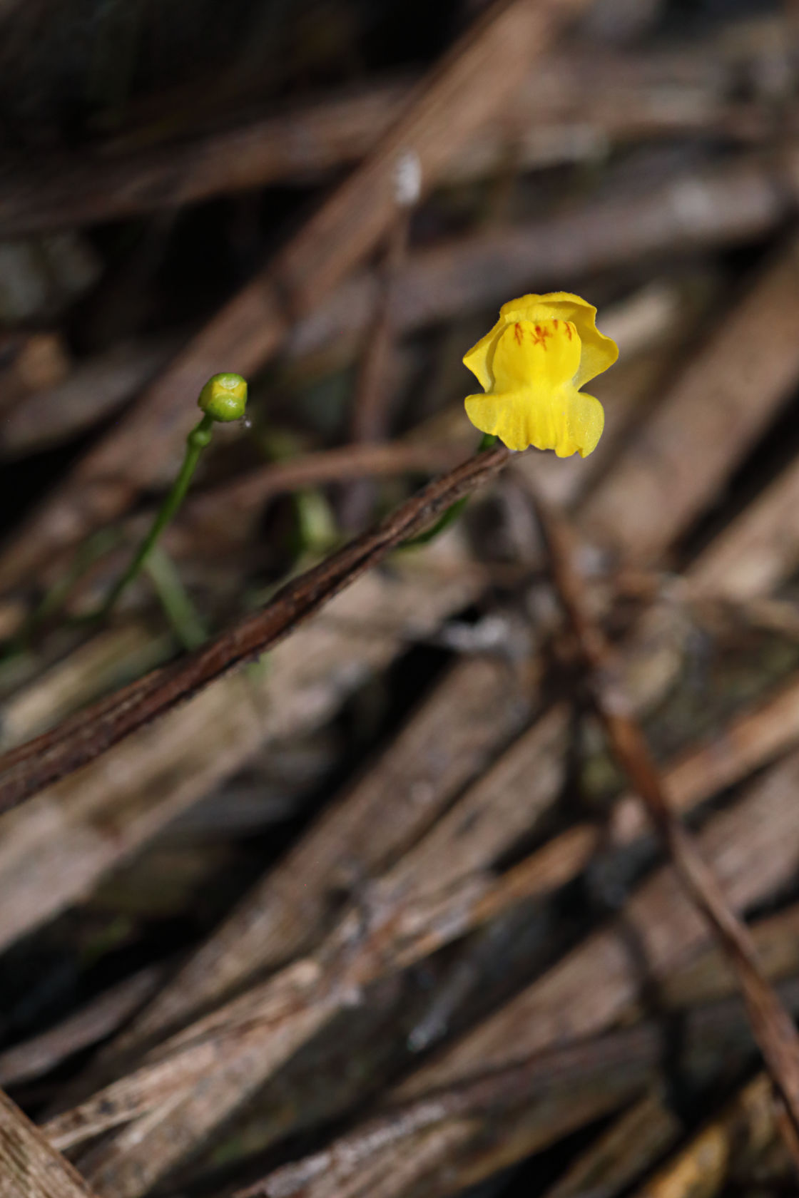 Humped Bladderwort