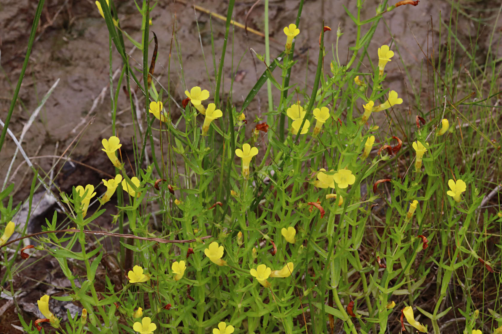 Yellow Hedge Hyssop