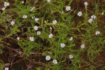 Clammy Hedge Hyssop