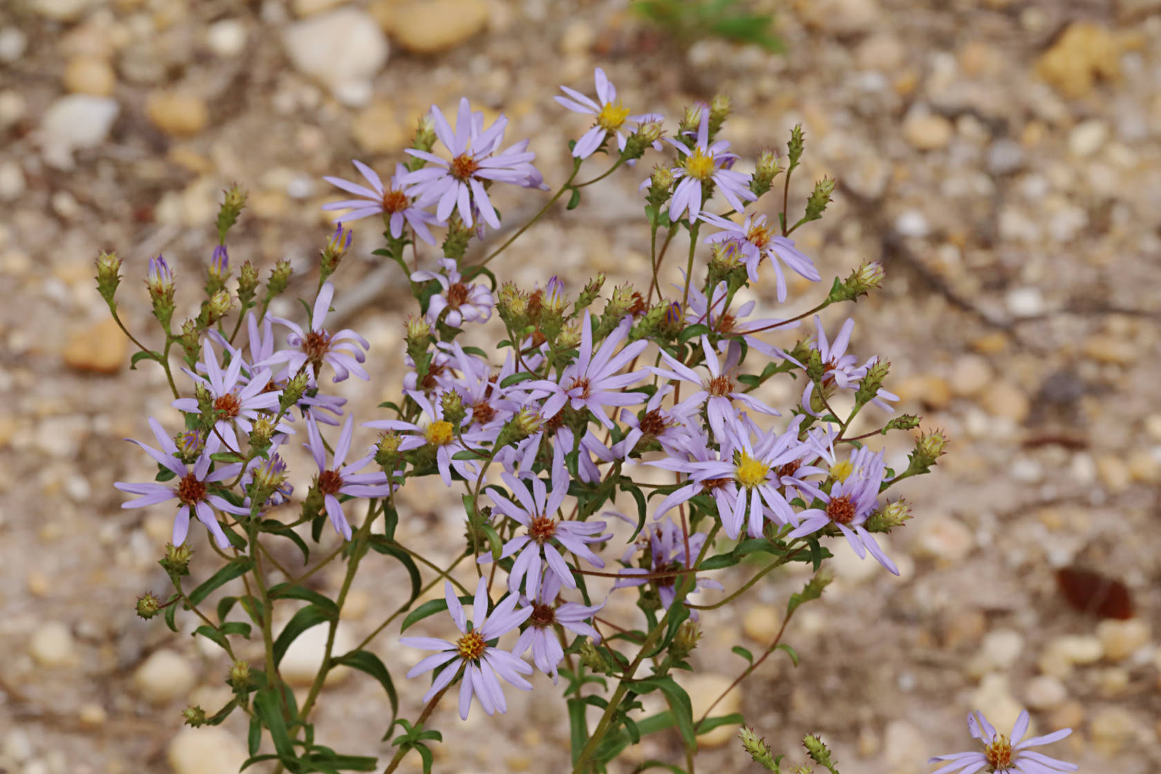 Slender Aster