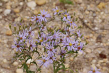 Slender Aster