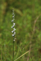 Southern Slender Lady's Tresses