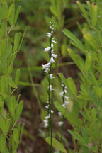 Little Ladies' Tresses