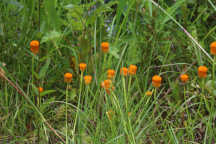 Orange Milkwort