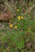 Canada St. John's Wort