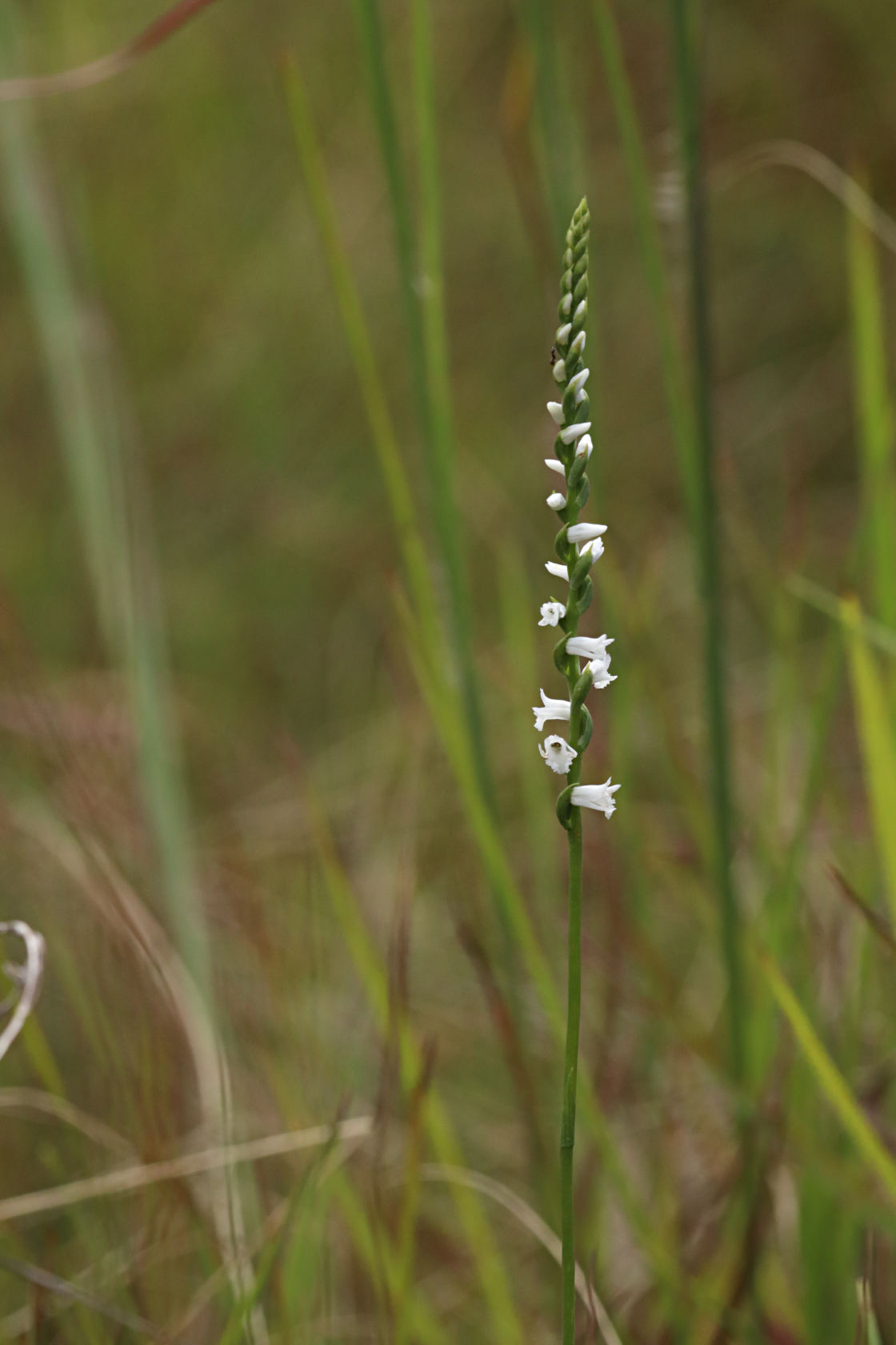 Little Ladies' Tresses