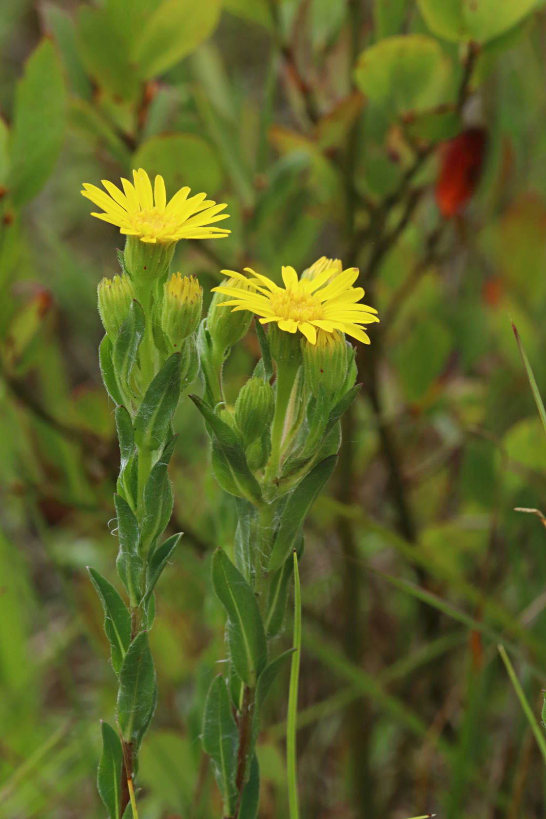 Shaggy Golden Aster