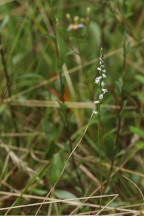 Little Ladies' Tresses