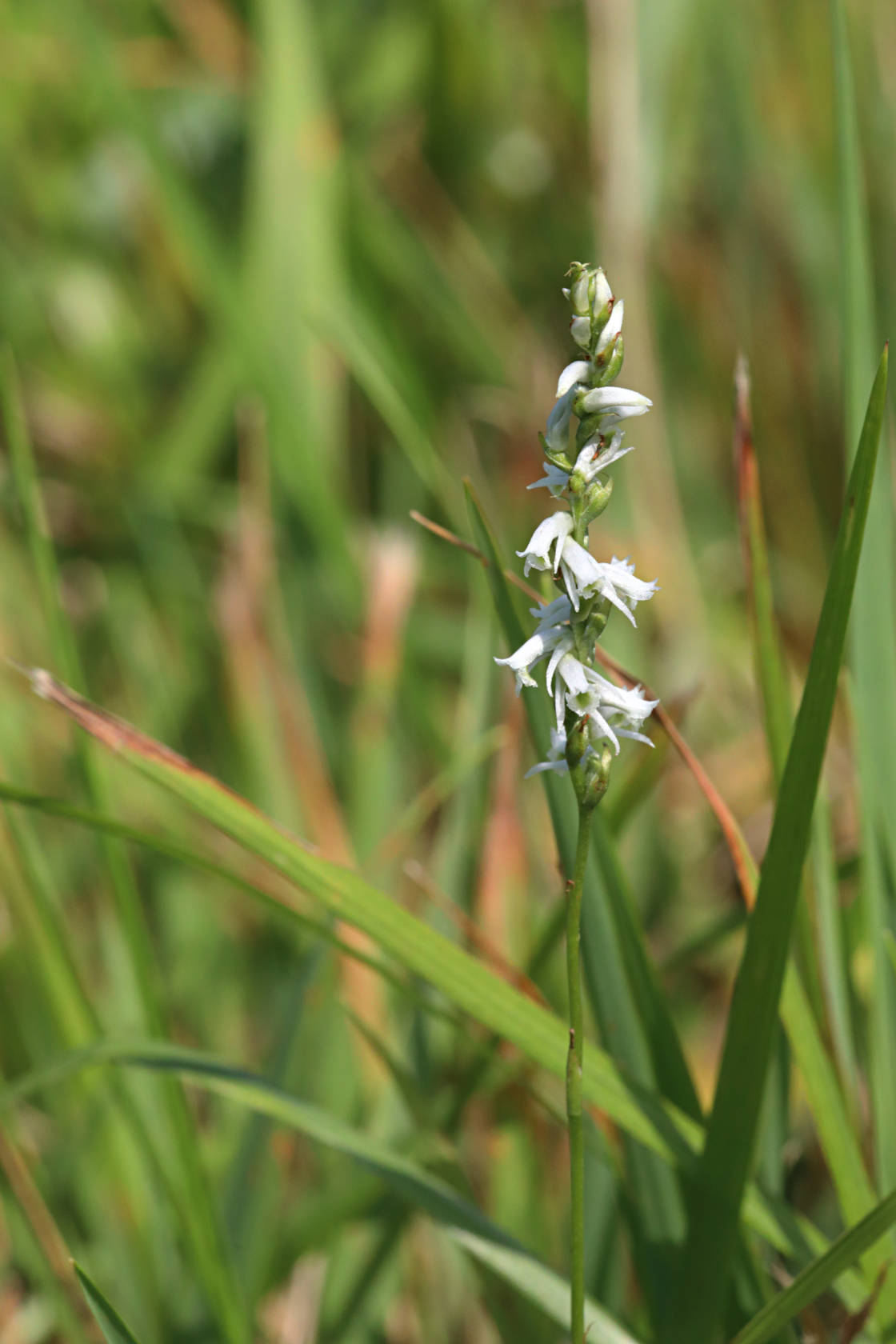 Southern Slender Lady's Tresses