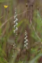 Southern Slender Lady's Tresses