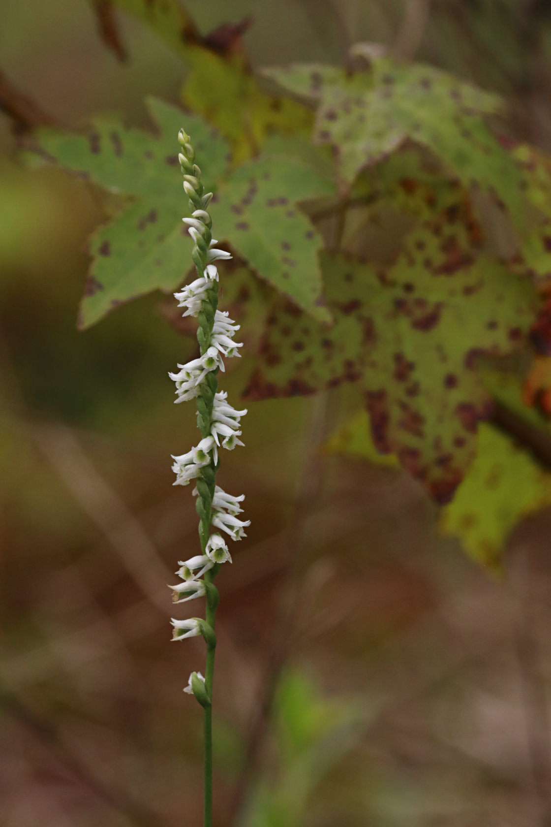 Southern Slender Lady's Tresses