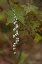 Southern Slender Lady's Tresses