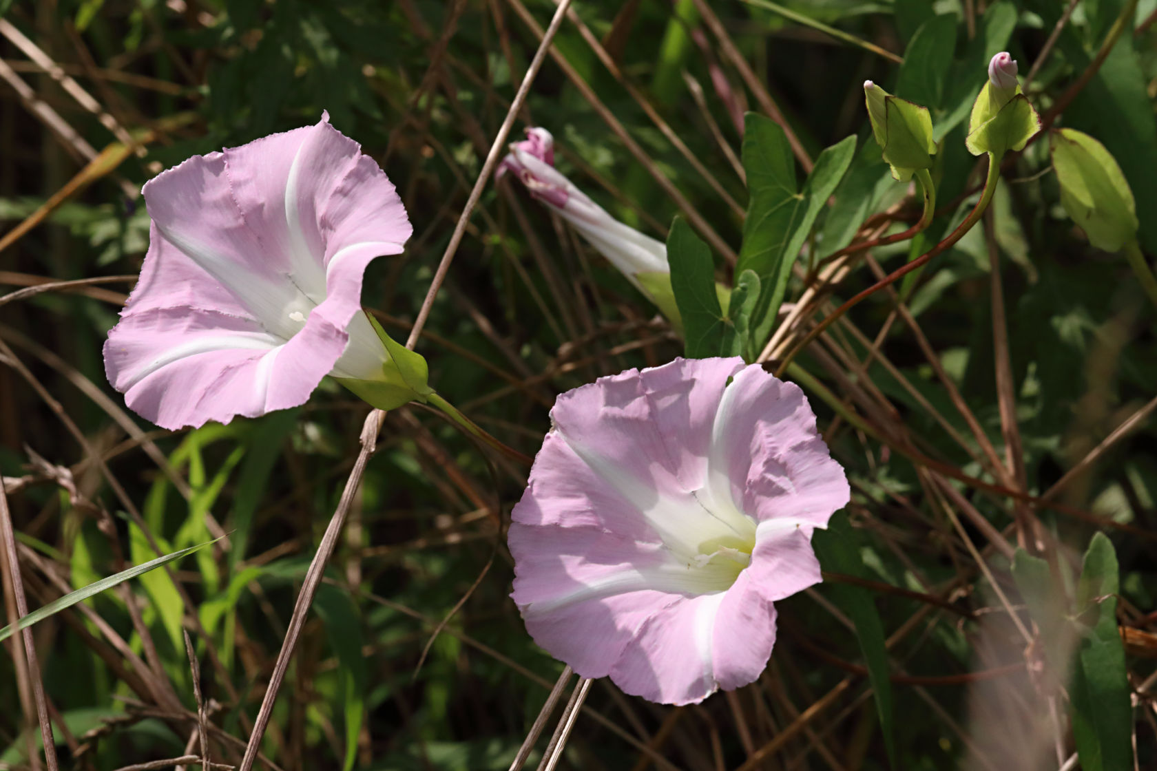 Hedge Bindweed