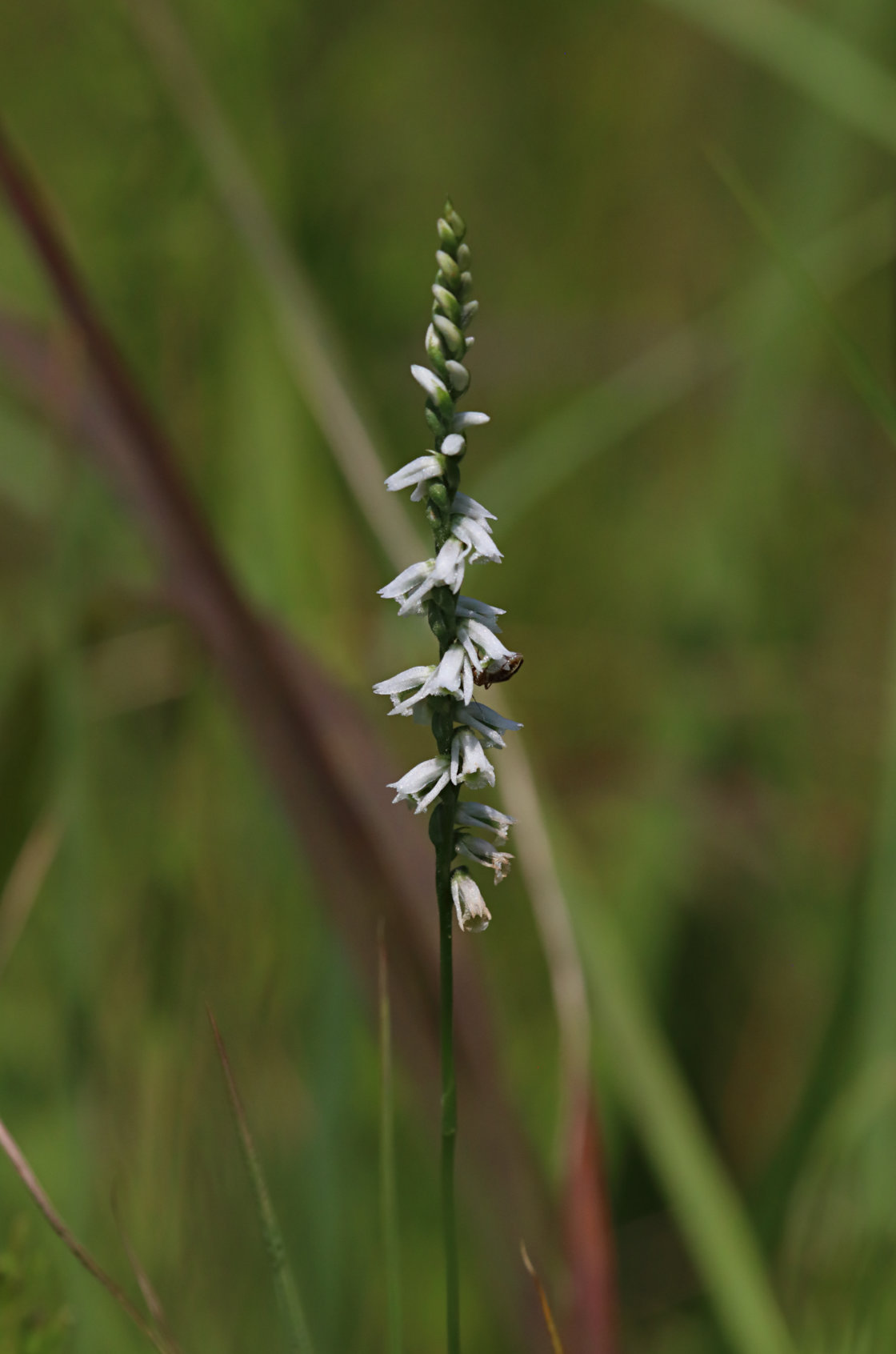 Southern Slender Lady's Tresses