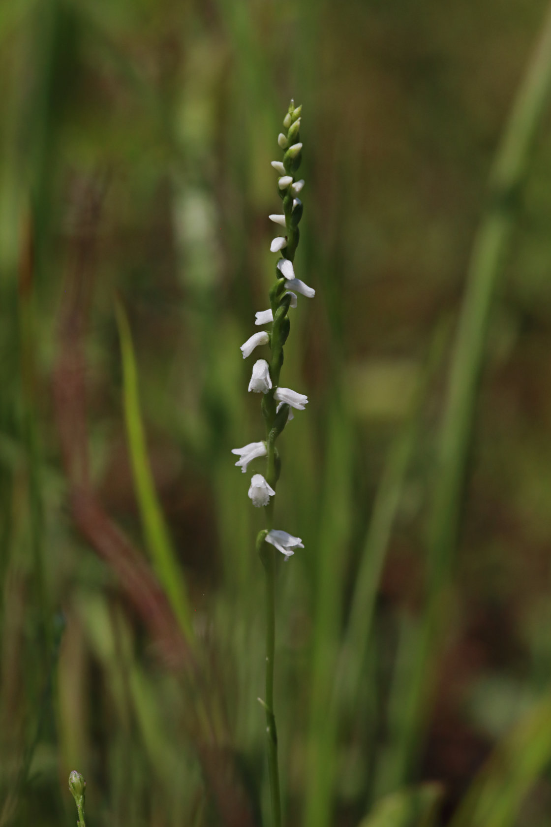 Little Ladies' Tresses