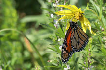 Monarch Butterfly on Tall Sunflower