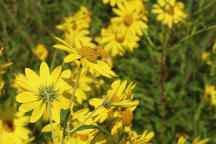 Tall Sunflower