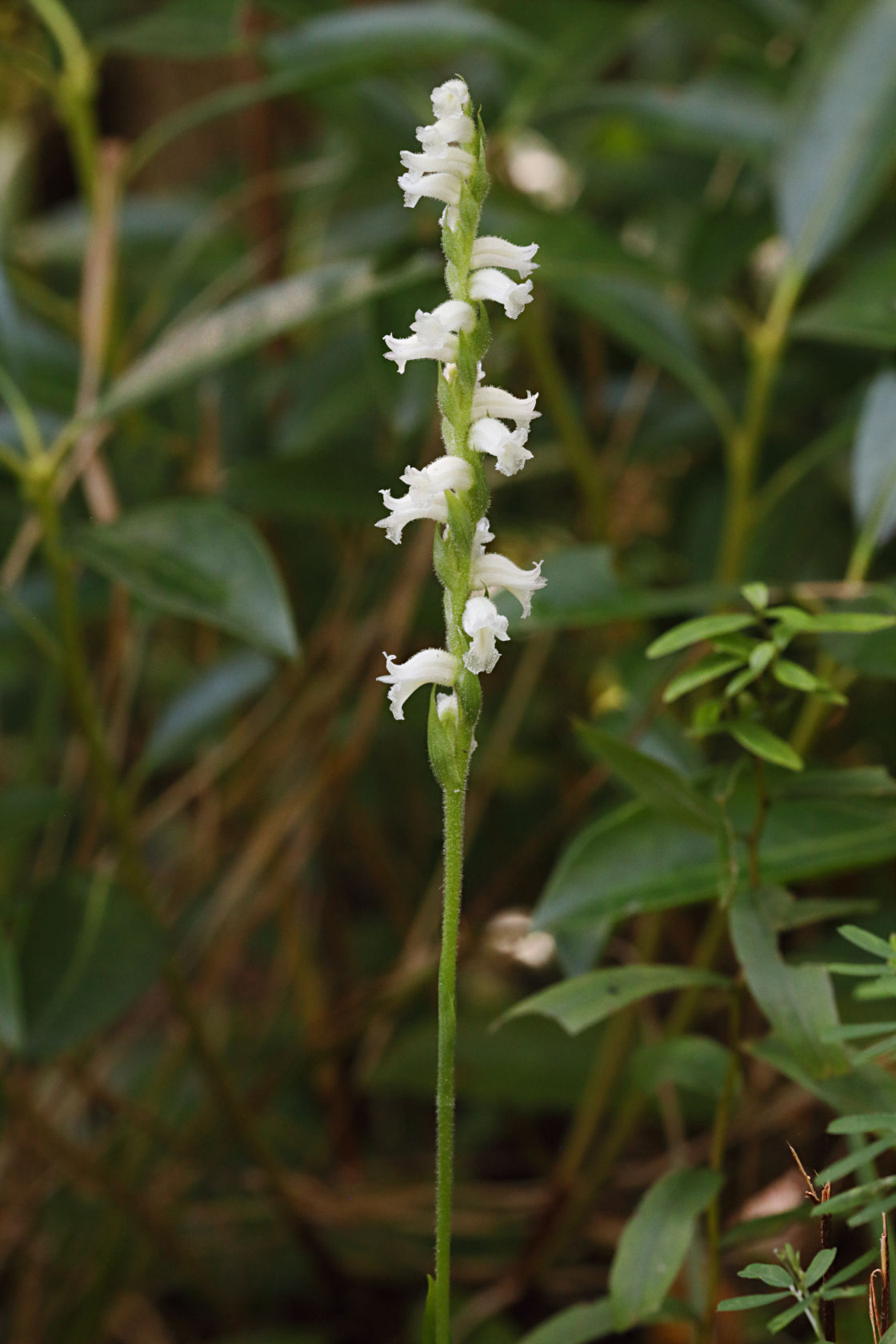 Appalachian Ladies' Tresses